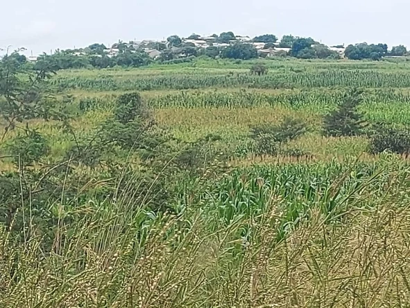 Commercial & Industrial Land