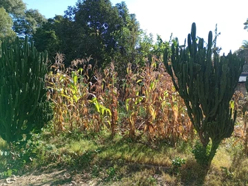 Land