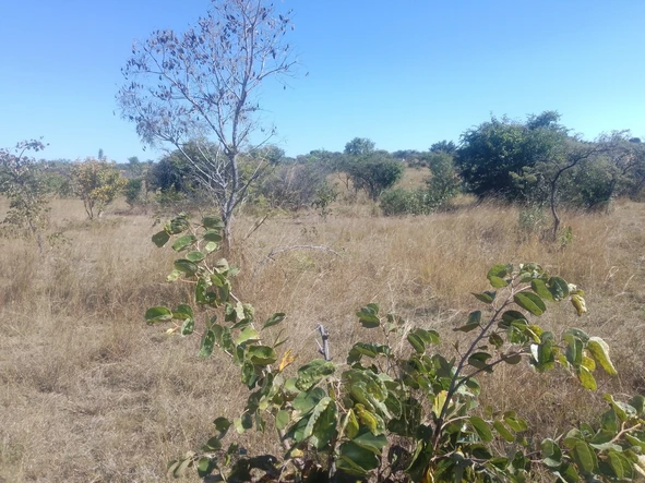 Land
