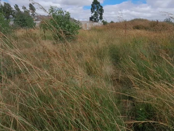 Land