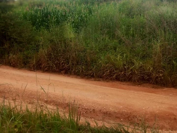 Land