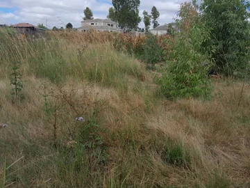 Land