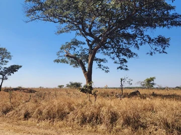 Land